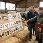 Découvrez le tableau des races de vache : guide complet