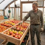 Le tableau des variétés de tomates pour tous les jardiniers